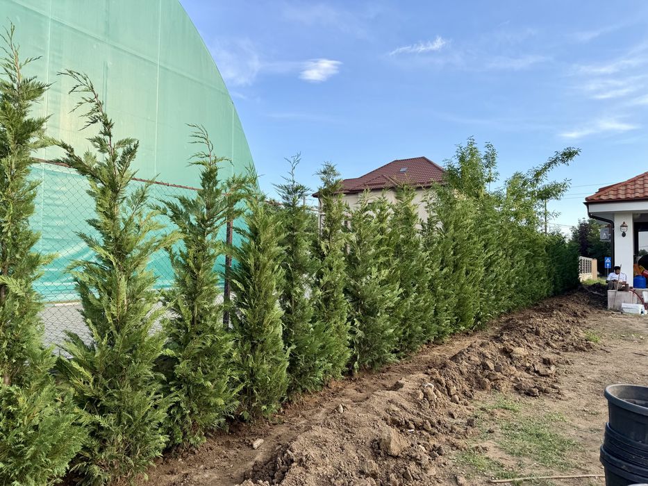 Chiparos leylandii verde pentru gard viu