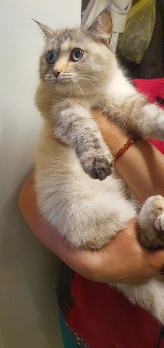 Отдам даром .кошку и  котят