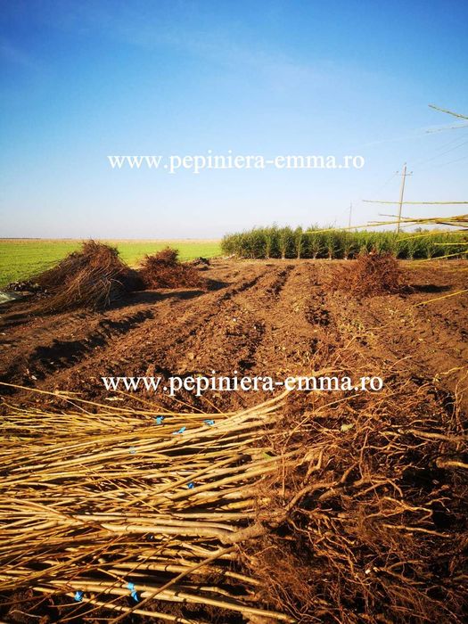 Pepiniera Emma  - POMI FRUCTIFERI ALTOITI - Livram in toata Romania
