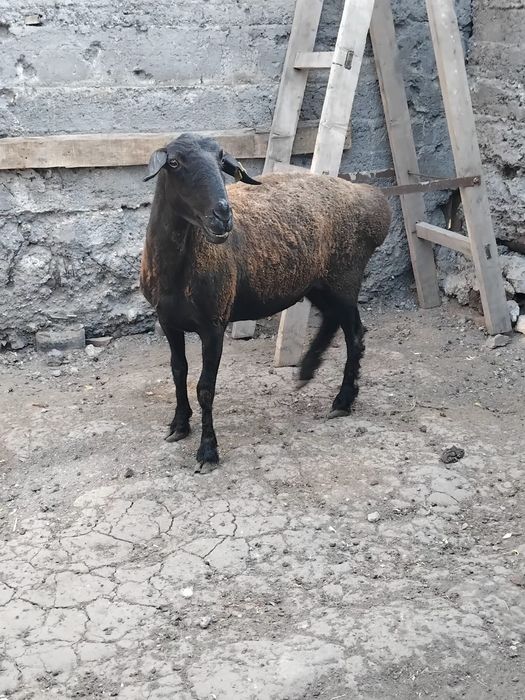 продам ярку молодая