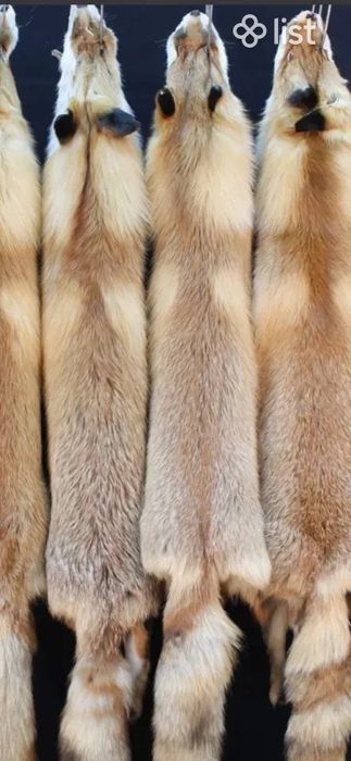 Тулкы каскыр терысы сатылады