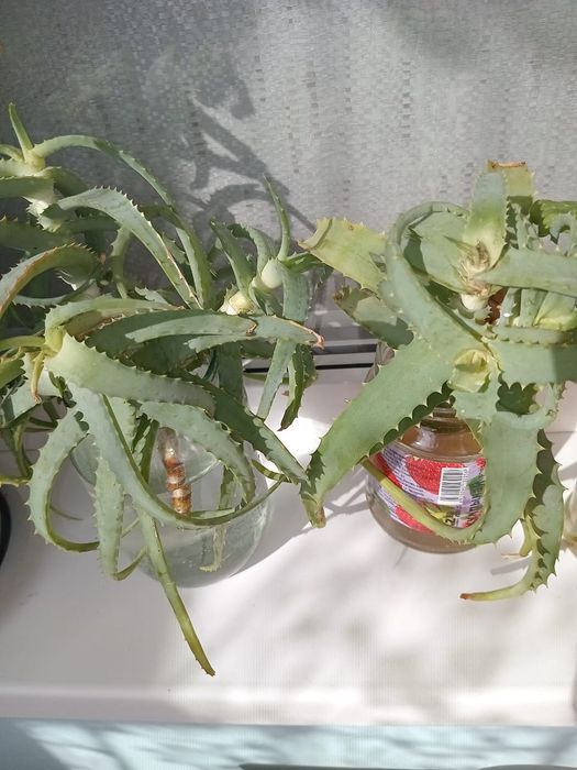 Продам отростки цветов