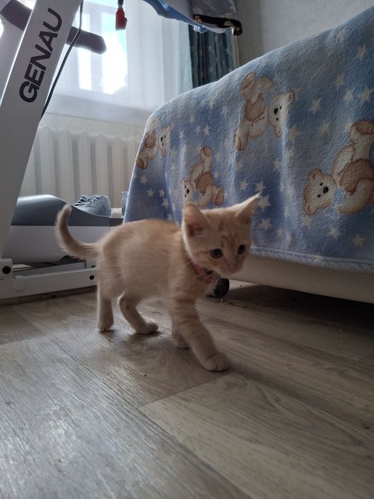Отдам котенка в добрые руки БЕСПЛАТНО