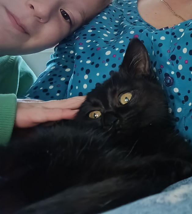 Търси дом,малко коте