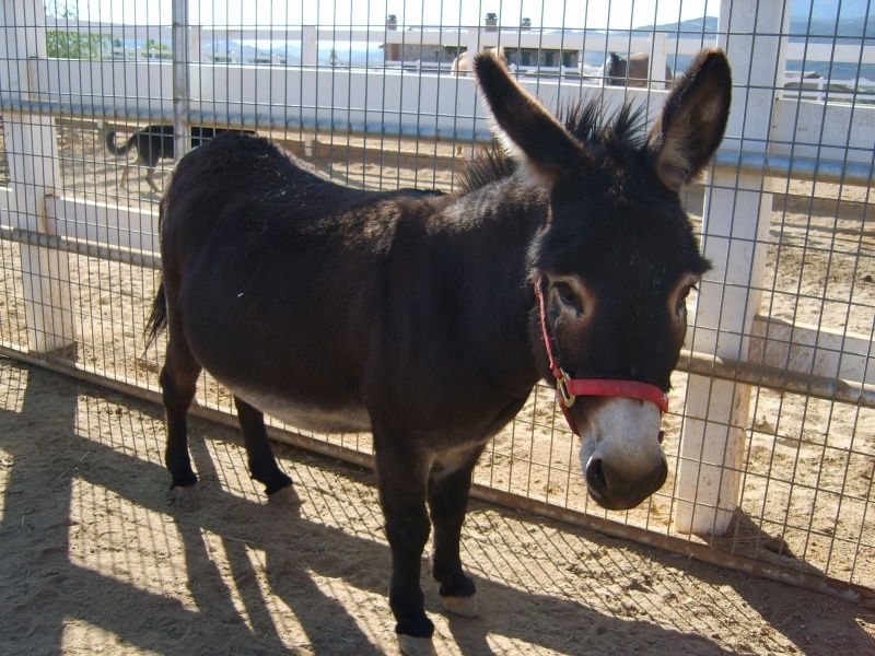 Продаётся осёл!!!