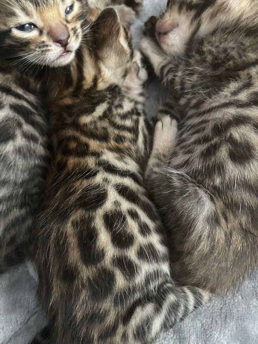 Бенгальские котята