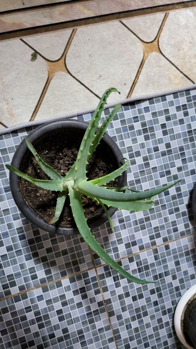 Продам комнатные цветы