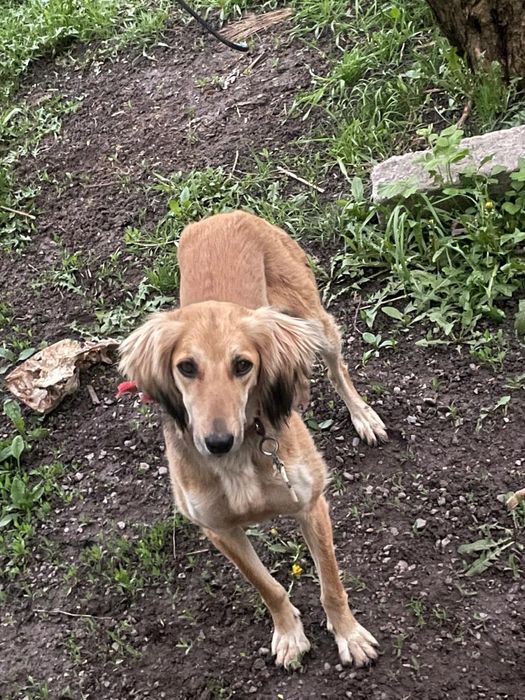 Тазы ургашы таза канды