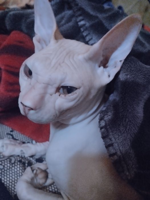 Канадский сфинкс