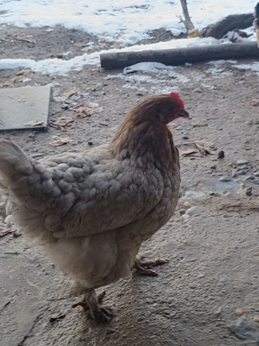 Тауықтар сатлады