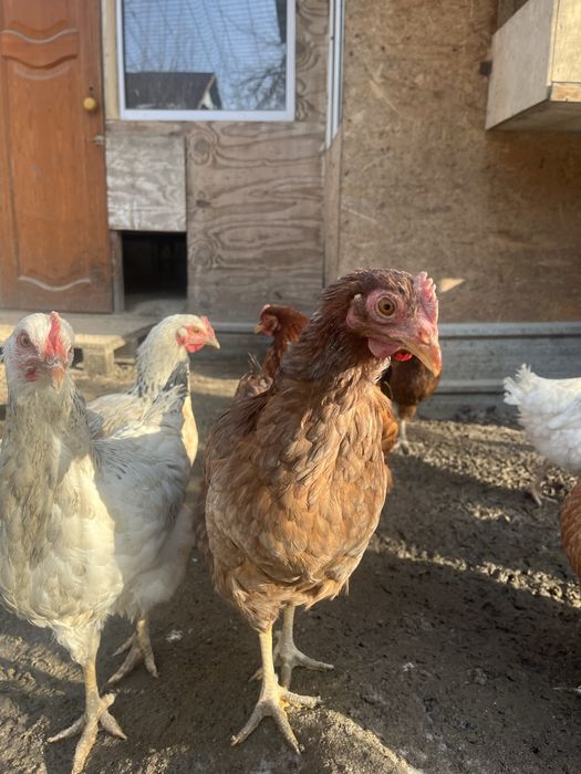 Куры домашние (несушки)