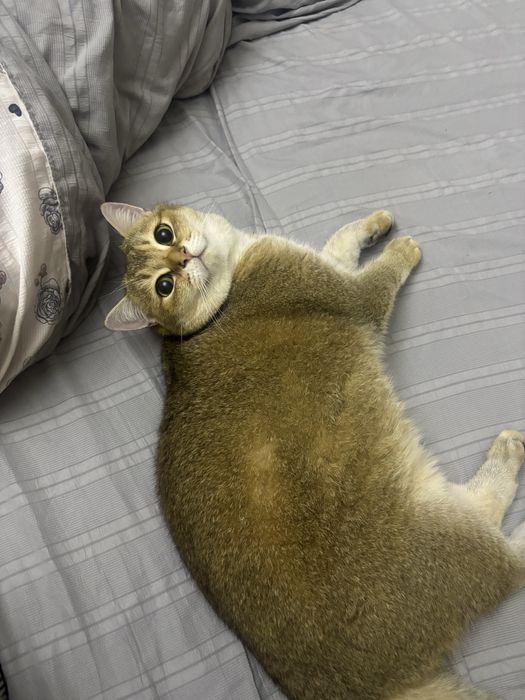 британская золотистая шиншилла