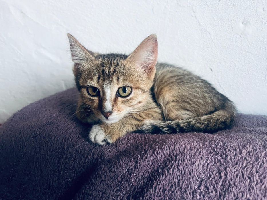 Отдам котят в добрые руки