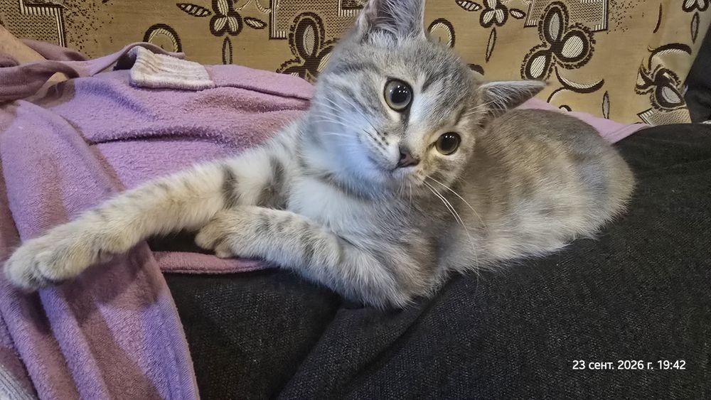 Отдам котят девочки