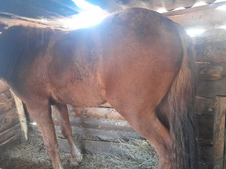 Күнан сатам екеу семиз