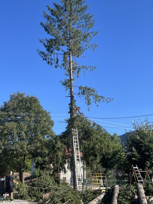 Поваляне на опасни дървета