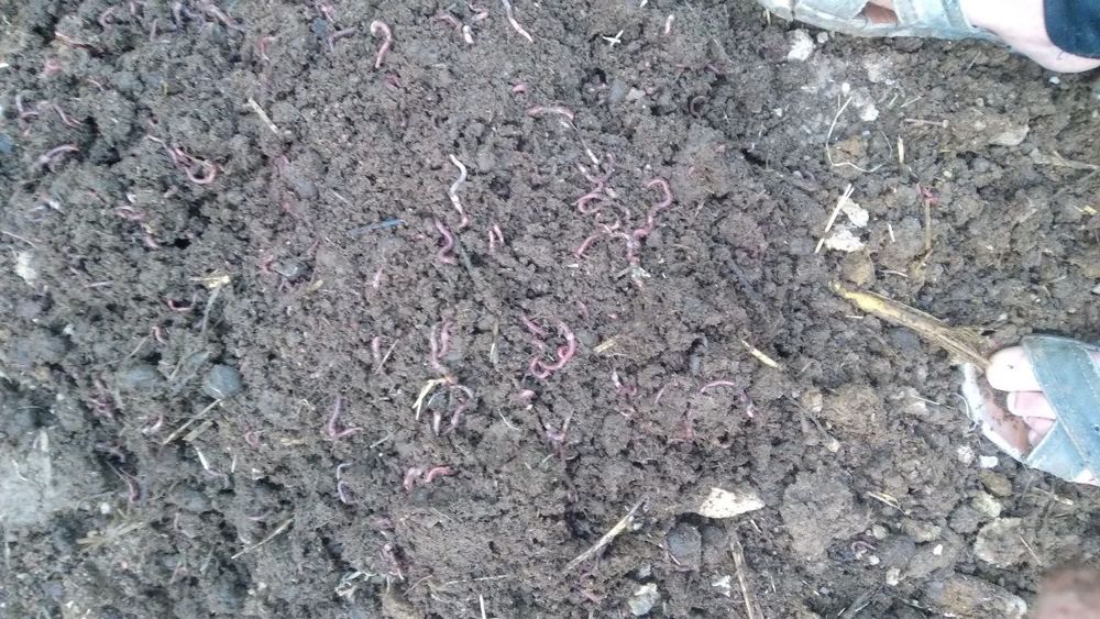 Biogomus va chuvalchang