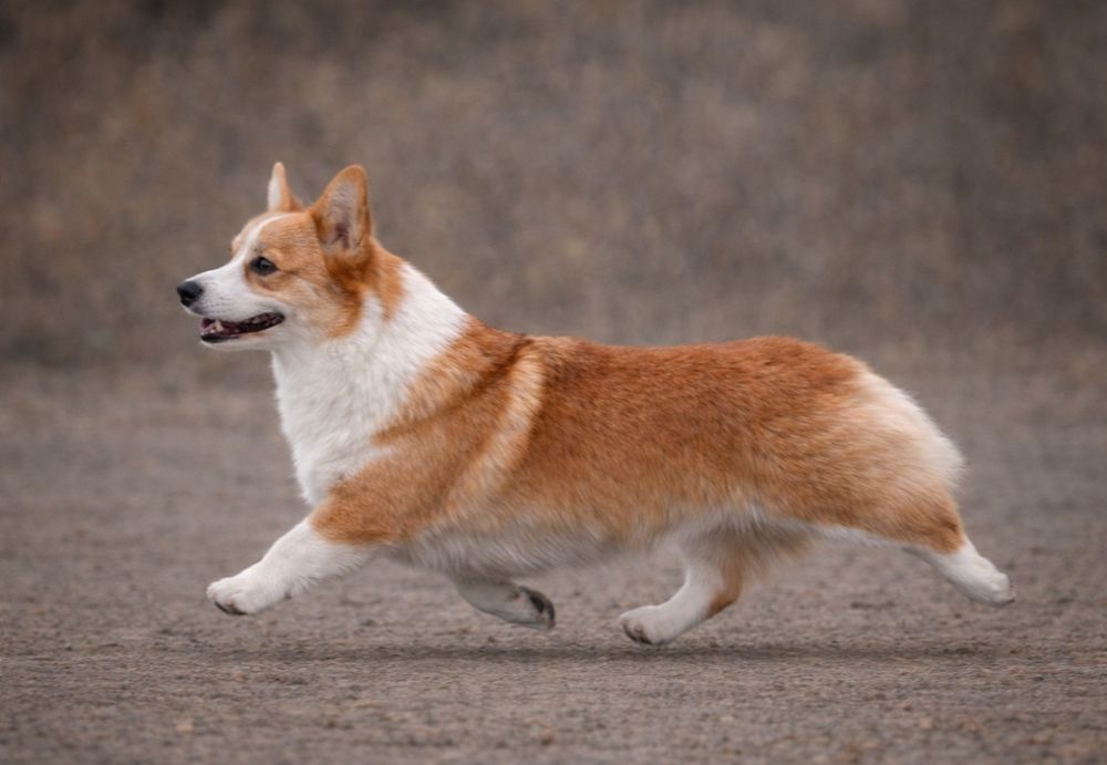 Вельшкорги пемброк