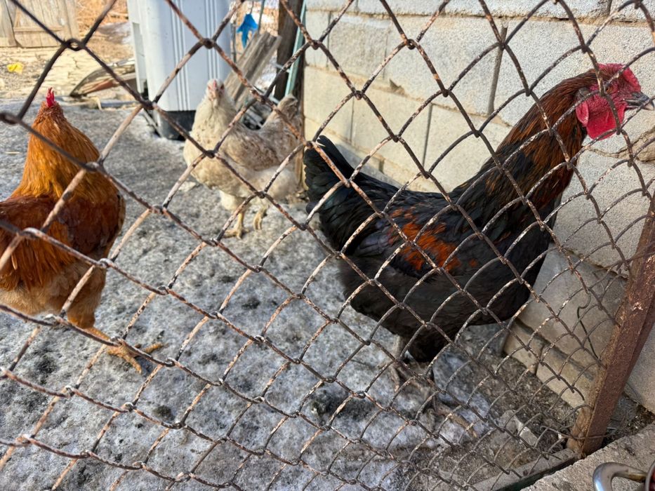 Продам петухов не дорого