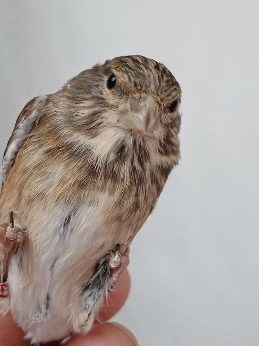 Vând canari și alte păsări