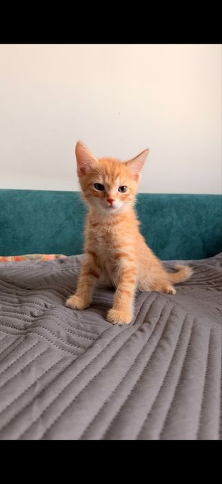 Отдам котят в добрые руки (2 мес.)