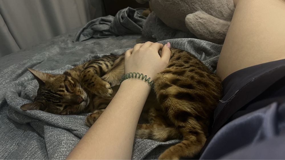 Бенгальский кот