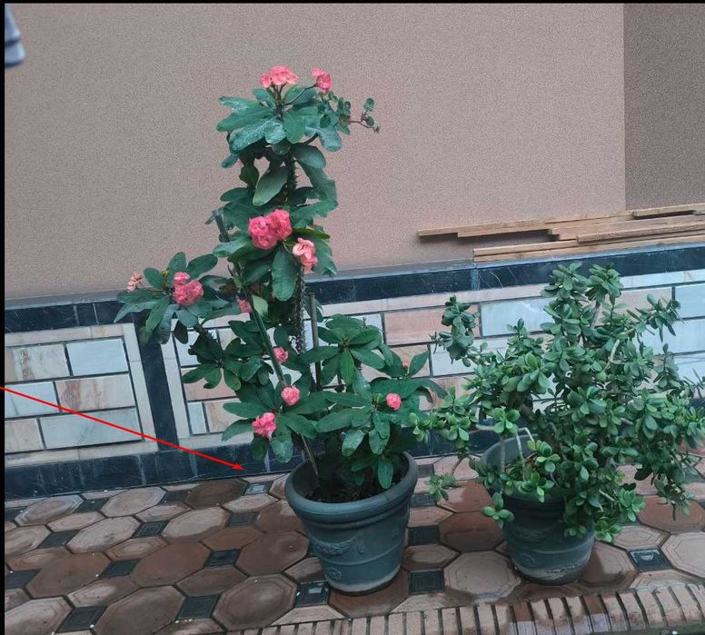 Цветы для дома Euphorbia Milii Miliiana (Молочай миля)