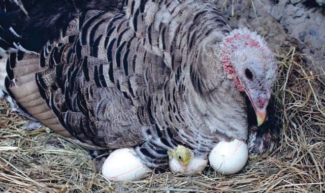 Индюк клюшка продам