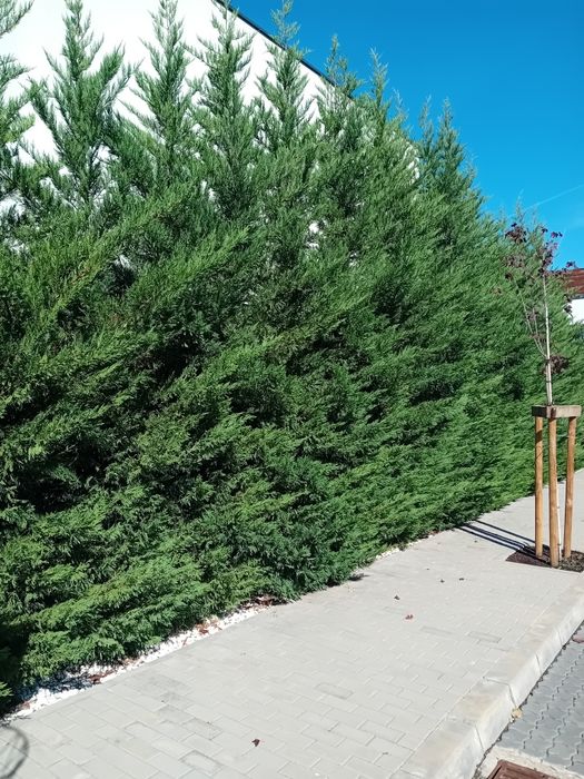 Chiparos leylandi pentru crearea unui gard viu veșnic verde