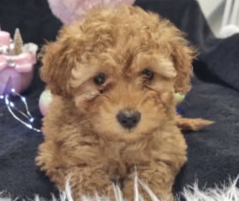 Пудел мини априкот мъжко