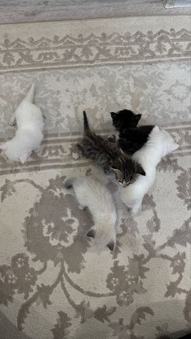Котята в добрые руки