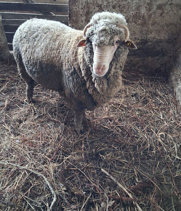 Vând berbec merinos de palas mior.