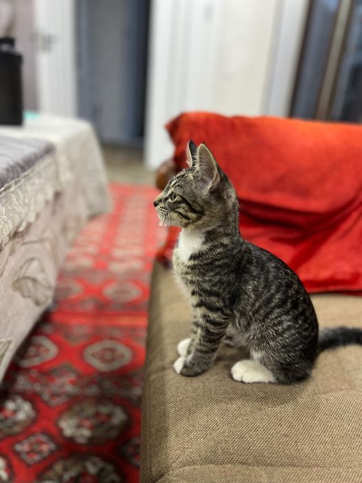 Домашний котенок.