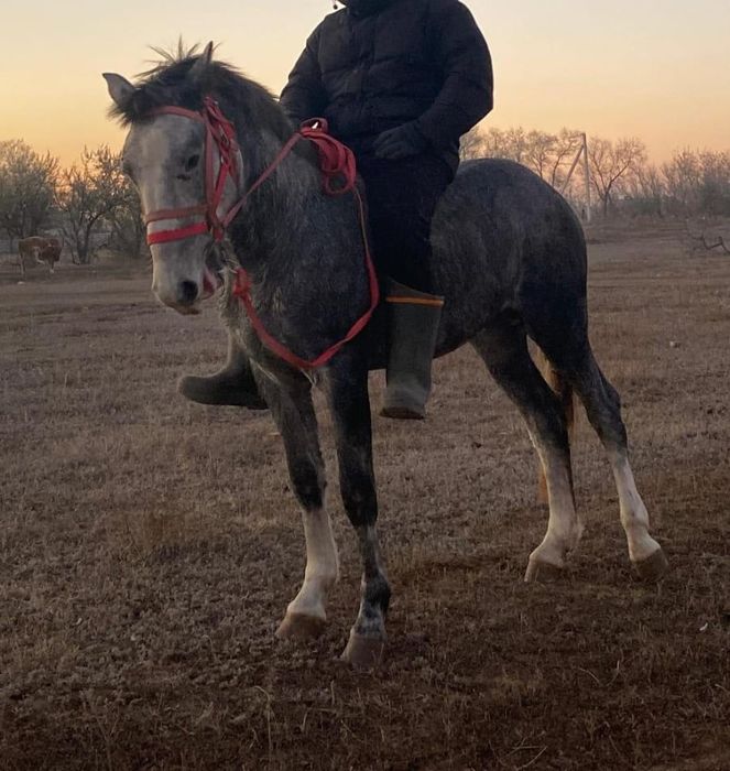 Донен айгыр сатылады