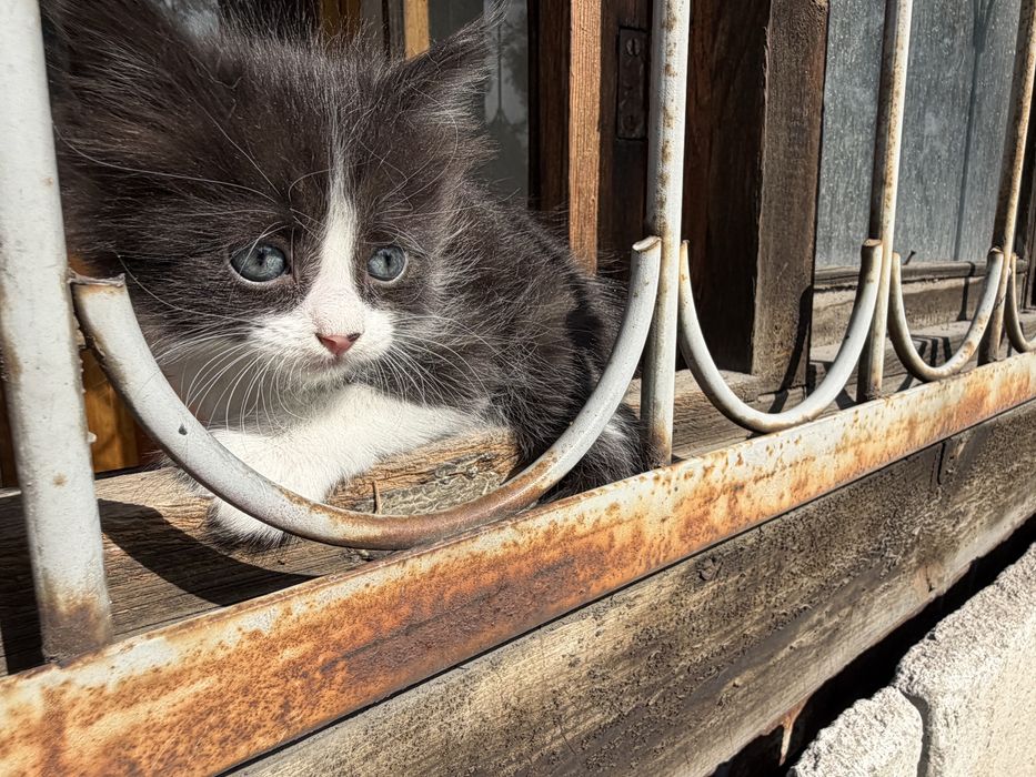 Домашние котята в добрые руки