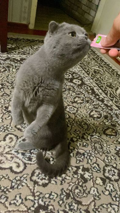 Мушук сотилади Скотш фулд