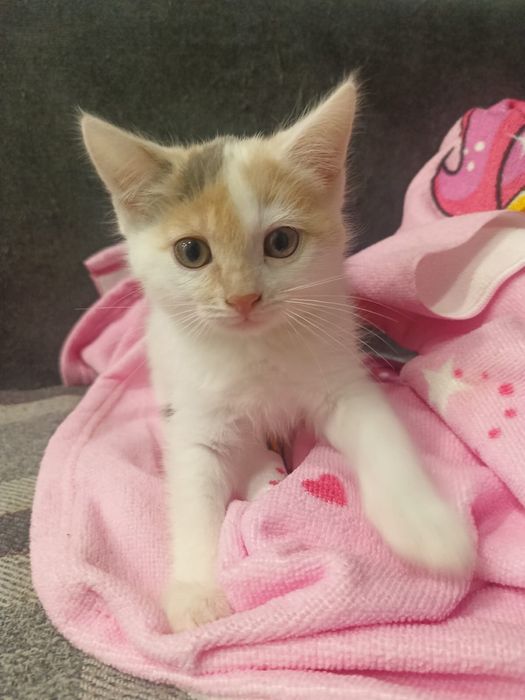 Отдам даром -две девочки