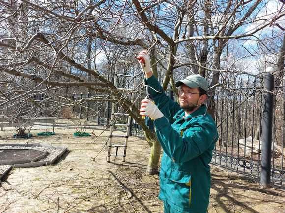 Садовник/обрезка/стрижка/спил/посадка пересадка опора деревьев и уход