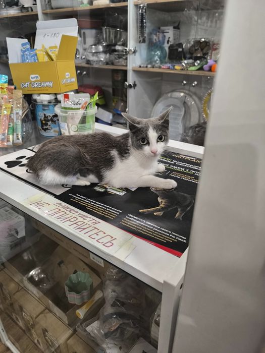 Кошечка ищет дом