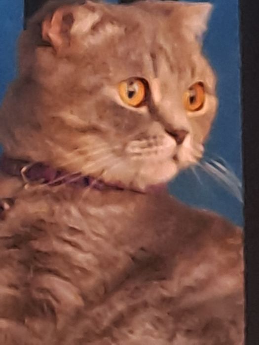 Кошечка ищет котика на вязку.