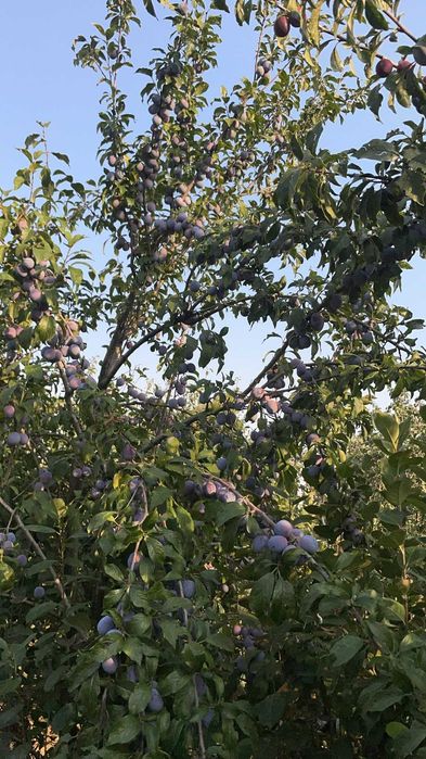 Vand Prune de tuica aflate in Sat Hintesti , Jud. Arges