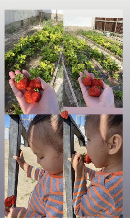 многоразовые  Рассада клубники