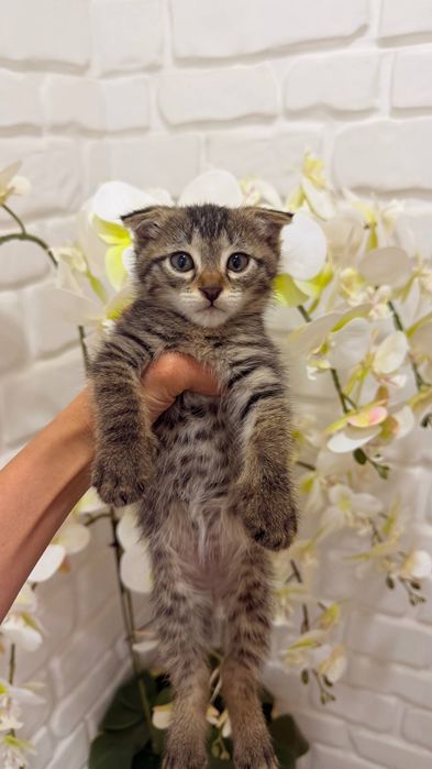 Scottish fold 1ta sotiladi  3ta oddiy parodali mushuk xadyaga beriladi