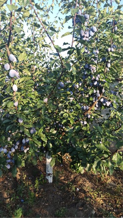 Prune productie propie