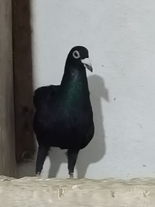 Драконы голуби голуби