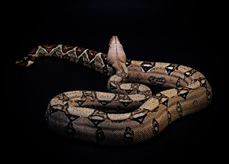 Императорский удав