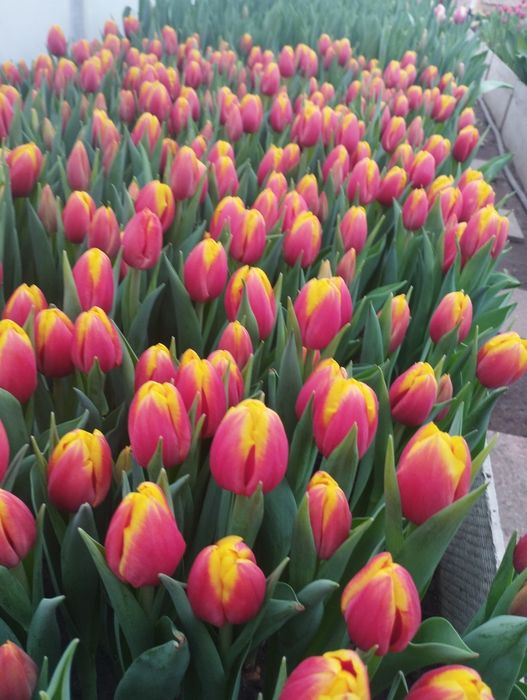 Тюльпаны оптом алматы