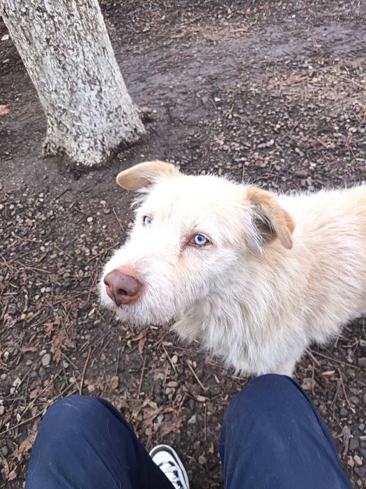 Cautam urgent camin iubitor