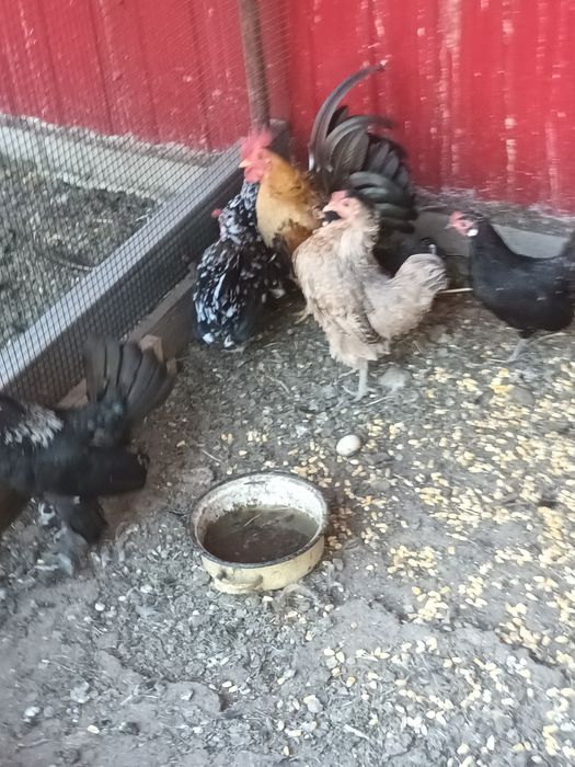 Gainuse și cocoșei de vânzare