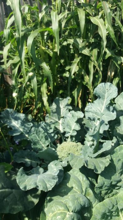 Продам дачу в с/о Борки